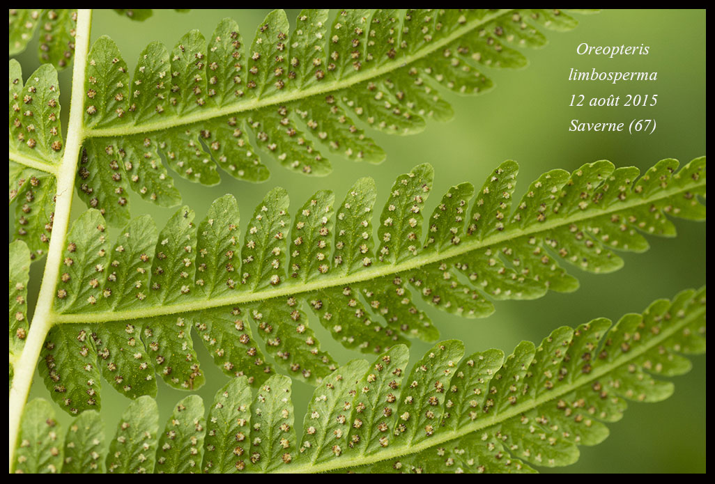 Oreopteris limbosperma